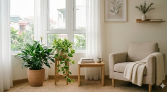 Sau tuổi 40, 4 loại cây này giúp không gian sống “dễ thở” và tinh thần nhẹ nhõm hơn