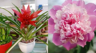 4 loại cây 'vàng' giúp phòng khách hút tài, giữ lộc, đổi vận khí cả gia đình