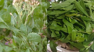 Từ hàng rào quê đến mâm cơm phố: Loại rau vị đắng lạ đang khiến nhiều người “nghiện”