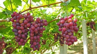 5 loại quả càng ăn càng tích mỡ bụng