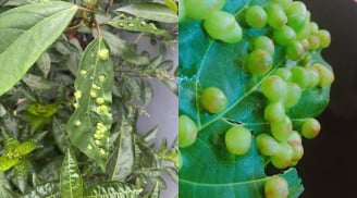 Lá sung có nốt sần có ăn được không?