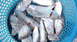 Cá ‘bình dân’ bán đầy chợ Việt được Mỹ đánh giá tốt nhất thế giới: Ăn đúng cách giảm đột quỵ, bổ tim