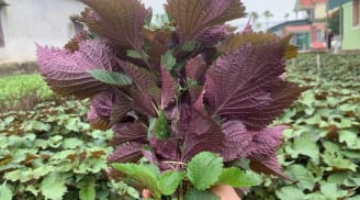 Lá tía tô rất tốt nhưng có 3 nhóm người không nên ăn