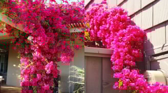 3 loại nước tưới giúp hoa giấy nở rực rỡ quanh năm