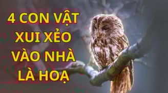 4 con vật xui xẻo bước vào nhà bạn nên hóa giải kẻo hao tài