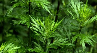 5 loại cây trấn trạch, vừa thu hút phú quý, vừa là thuốc quý như sâm