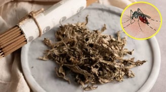 Đặt nắm lá này trong phòng, muỗi chạy sạch, nhà lúc nào cũng thơm tho