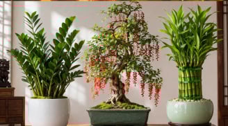  3 cây cảnh được người xưa xem là “vàng bạc trong nhà”: Càng trồng lâu càng hút tài lộc