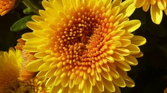 Trồng 5 loại cây vượng khí trước mộ tổ tiên: Đẹp mắt, mang lại may mắn