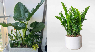 Trồng 5 loại cây này 2026, đến 2027 đón tài lộc dồi dào: Dễ chăm, hút may mắn, tiền bạc tự tìm đến