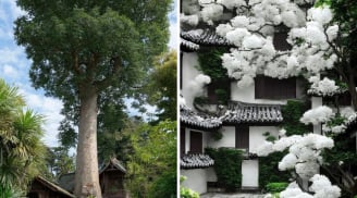 Người xưa dặn: 3 loại cây “quý hơn vàng”, trồng một lần hưởng lợi nhiều đời, phúc khí dồi dào có tiền khó mua