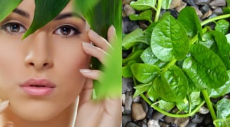 Rau mồng tơi – “bí quyết xanh” giúp làm sáng da, se khít lỗ chân lông và ngăn ngừa lão hóa