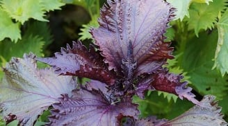 3 kiểu người không được ăn lá tía tô bừa bãi