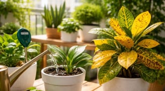 Mùa hè chăm cây cảnh: Tránh 3 sai lầm khiến lá vàng, cây nhanh suy kiệt