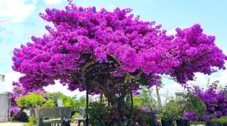 Mẹo làm hoa giấy nở hoa chỉ sau 10 ngày