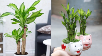 Nhà giàu thường trưng 3 loại cây này để hút tài lộc: Người nghèo đặt đúng cách cũng có cơ hội 'đổi vận'