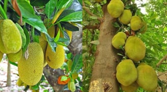 Các cụ dặn: 3 loại cây 'chặn tài lộc', đừng dại trồng trước cổng