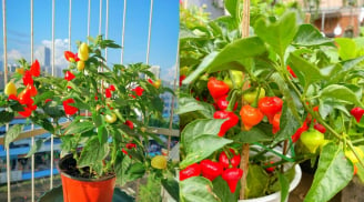 Trồng cây ớt trước cửa nhà có ý nghĩa phong thủy gì?