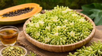 Hoa đu đủ đực tốt nhưng không phải ai cũng dùng được: 4 nhóm người cần đặc biệt cẩn trọng