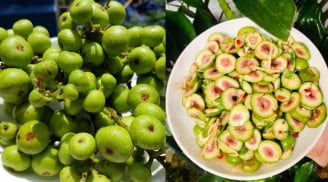 Người mắc 4 lại bệnh này ăn quả sung, cơ thể nhận được lợi ích bất ngờ