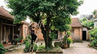 Vì sao cây khế xanh tốt nhưng ít quả? 5 điều nhiều gia đình đang làm sai