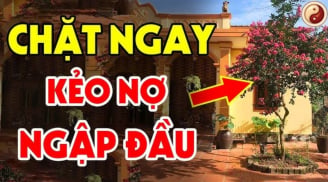 3 loại cây trồng trước cửa nhà nào nhà đó nghèo khổ: Cây càng xanh người càng suy