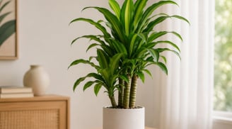 Cây thiết mộc lan hợp mệnh nào? Trồng 1 cây trong nhà, vừa đẹp vừa hút may mắn