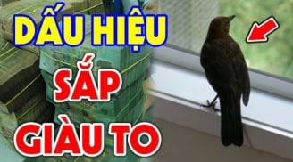 4 con vật được xem là “đệ tử” Thần Tài: Vào nhà nào, tài lộc kéo đến nhà đó