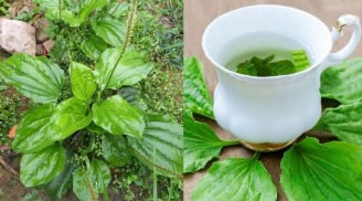 4 loại lá đun nước uống giúp mát gan, thải độc gan