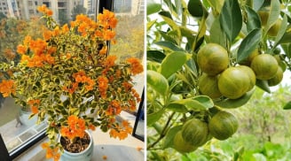 4 cây cảnh ánh kim “toàn vàng là vàng”: Vừa sang trọng vừa hút tài lộc, nhà giàu rất thích trồng