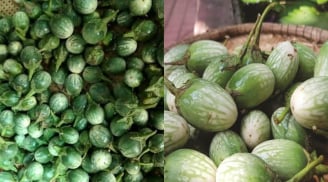 Cà đắng Tây Nguyên: Loại quả “đắng lạ” từng bị bỏ quên, giờ thành đặc sản khiến ai ăn cũng nhớ
