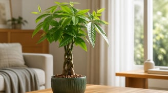 Người mệnh này, tuổi này trồng cây kim ngân: Càng chăm càng hút tài, đặt đúng càng dễ phát lộc