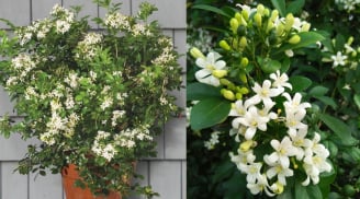 Những người nên tránh trồng cây nguyệt quế trước nhà