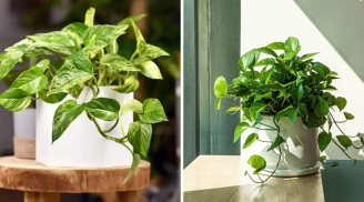 Vị trí 'Hao tài, tốn lộc' không nên đặt cây trầu bà: Nhiều người không biết vẫn vô tư trồng