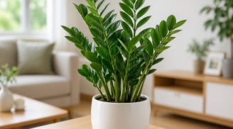 Cây kim tiền “kỵ” đặt sai chỗ: 4 vị trí trong nhà càng trưng càng dễ hao lộc