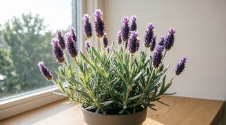 3 loại cây nhỏ trong nhà nhưng có thể giúp bạn ngủ ngon và bớt căng thẳng mỗi ngày