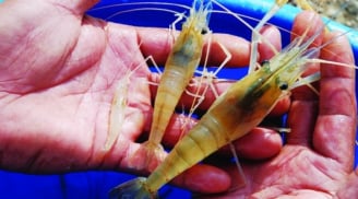 Người bán tôm nói nhỏ: Chọn tôm nuôi hay tôm tự nhiên cứ làm theo cách này?