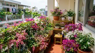 7 loài hoa dễ trồng giúp ban công rực rỡ quanh năm, người bận rộn cũng làm được