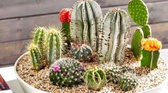 Nhà có “âm khí”? Gợi ý loại cây giúp thanh lọc không gian, xua cảm giác u ám