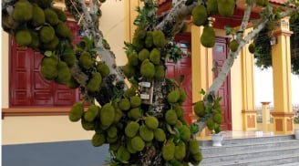 3 loại cây ăn quả không nên trồng trước nhà, cản bước thần Tài vào