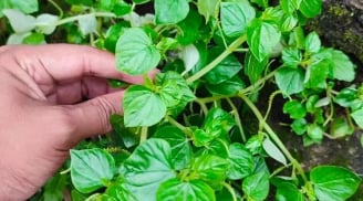2 loại rau khắc chế bệnh K, mọc dại đầy trong vườn
