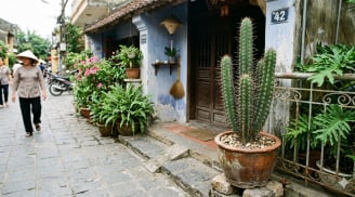 Đặt cây trước cửa tưởng vô hại: 3 loại quen thuộc lại âm thầm gây hại cho nhà bạn