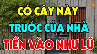 4 loại cây trồng trước nhà nào nhà đó giàu có