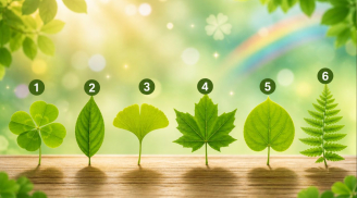 Quiz: Chọn 1 chiếc lá bạn thích nhất: Tiết lộ chỉ số may mắn của bạn cao hay thấp