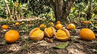 Từng rụng đầy gốc không ai nhặt, loại quả quê này nay “lên đời” thành hàng xuất khẩu giá gần 2 triệu/kg
