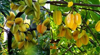 5 điều cần chú ý cho những nhà đang trồng cây khế