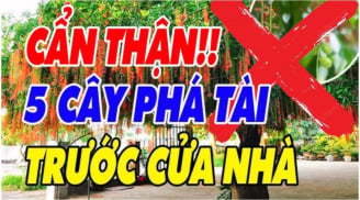 5 loại cây âm trồng trước nhà: Cây càng xanh người càng suy, đó là cây gì?