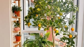 5 loại cây phong thủy được giới nhà giàu trồng ở ban công để tránh thất thoát tiền của