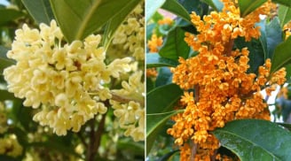 Trồng cây mộc hương (quế hoa) trước nhà có ý nghĩa gì?