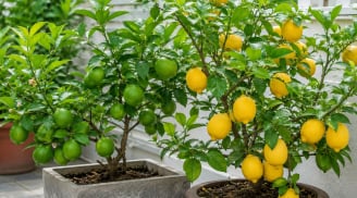 Vì sao nhà nào cũng nên trồng một cây chanh? Đọc xong bạn sẽ muốn có ngay một cây